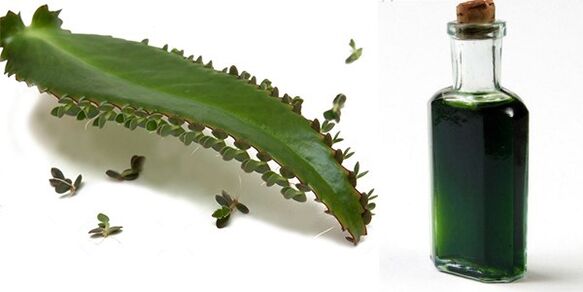 Ekstrakt z Kalanchoe - skład Exodermin